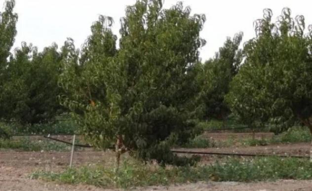 Immobile in asta di 46740 m² in vendita a Licodia Eubea - Foto 8