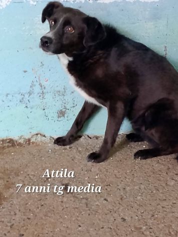 UN'OPPORTUNITA' PER QUESTE ANIME, CONTE, FABRY,ANITA, FULVIO, CANI IN ADOZIONE - Foto 4