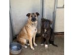 ZELDA E LAVINIA CANI IN ADOZIONE