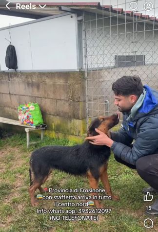 SALLY LA TENEREZZA CANE IN ADOZIONE TG MEDIA - Foto 7