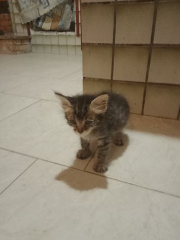 Micetto dolcissimo - Foto 3