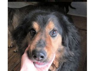 CANE IN ADOZIONE: ARDIAN, simil bernese