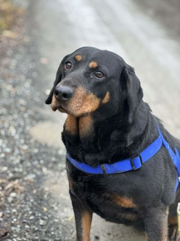 RORY, segugiotta TENERISSIMA in rifugio! - Foto 2