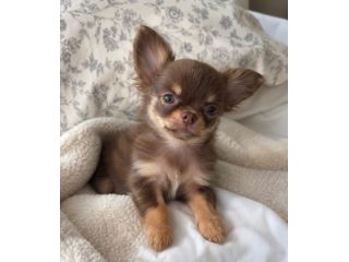 DISPONIBILI CUCCIOLI DI CHIHUAHUA