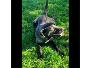 LEO, simil labrador, CANE IN ADOZIONE