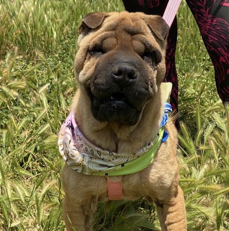 Anita cucciola di 1 anno e mezzo da adottare, simil Sharpei - Foto 3
