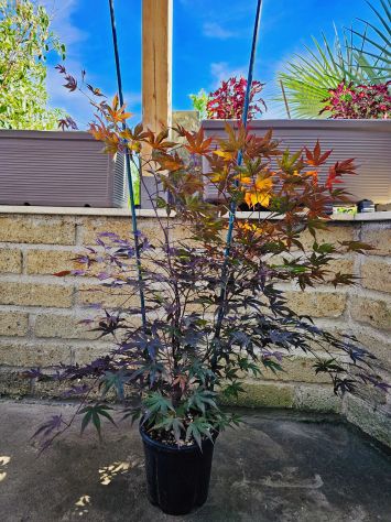 ACER PALMATUM BLOODGOOD (ANGUILLARA SABAZIA RM ) - Foto 3