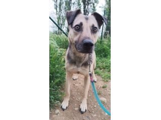 Tango, cane dolcissimo (colore focato, meticcio)