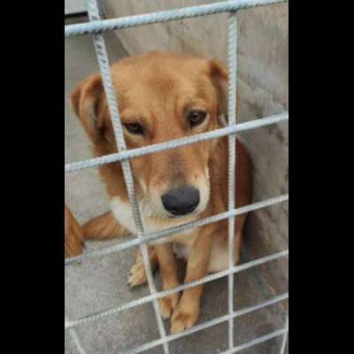 FABER TENERO E AFFETTUOSO CAGNOLINO IN ADOZIONE - Foto 4