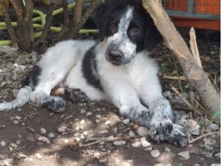 CUCCIOLI IN ADOZIONE
