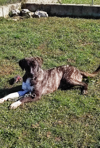 CANE IN ADOZIONE: ZENO, nato a marzo 2022 - Foto 2