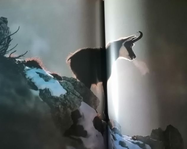 Gli Animali e il loro Ambiente - Le Montagne - Selezione dal Reader's Digest 199 - Foto 7