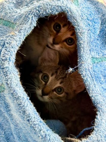 Adorabili gattini in adozione! - Foto 3