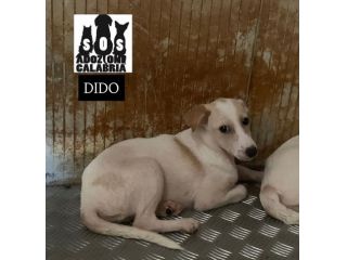 KEVIN,  SPIKE, DODO DOLCISSIMI CUCCIOLI IN ADOZIONE