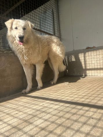 OWELL , CANE IN ADOZIONE - Foto 6