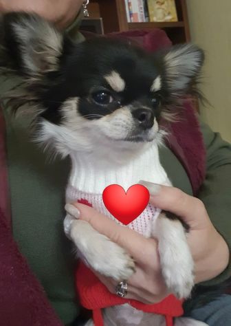 Chihuahua toy femmina Pedigree
