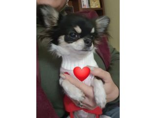 Chihuahua toy femmina Pedigree