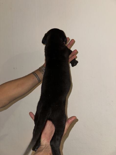 🐾Cuccioli di cane corso in cerca di una famiglia 🐾 - Foto 3