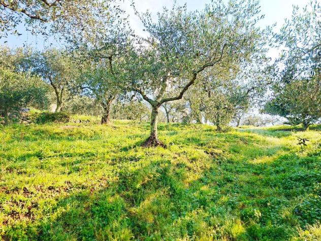 Terreno edif. residenziale in vendita a Buti 5300 mq Rif: 1411798