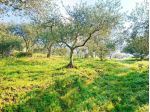 Terreno edif. residenziale in vendita a Buti 5300 mq  Rif: 1411798