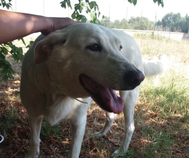 ARTU' E GINEVRA, due meravigliosi cani - Foto 3