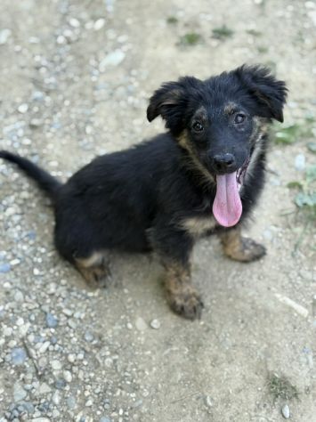 VANA, cucciola coccolosissima! TG MEDIO PICCOLA - Foto 4
