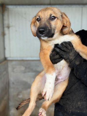 CUCCIOLI IN ADOZIONE : MOCKY GIOIOSO E CURIOSO TG MEDIA