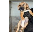 CUCCIOLI IN ADOZIONE : MOCKY GIOIOSO E CURIOSO TG MEDIA