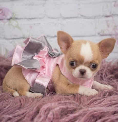 Chihuahua toy cuccioli - allevamento selezionato - Foto 2