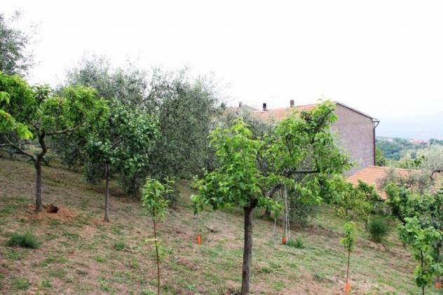 Orvieto (Benano) - In zona panoramica con vista su Orvieto, vendesi lotto di terreno edificabile ricadente di circa 3000 mq. - Foto 4