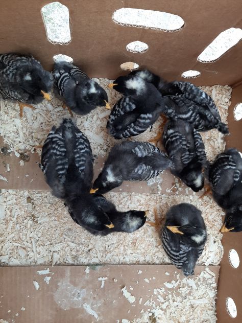 GALLINE AMROCK - Foto 4