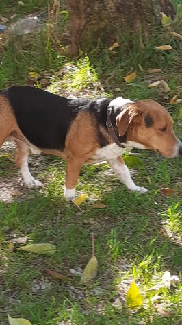 Bruno mix beagle e bassotto - Foto 3