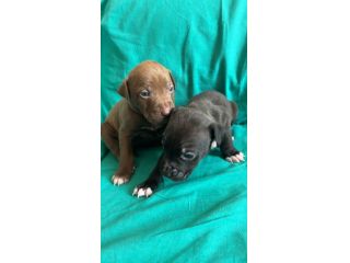 Regalo cucciole di cane