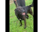 ALBERTO  LUPETTO IN MINIATURA, CANE IN ADOZIONE TAGLIA MEDIO CONTENUTA