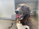FAMMI USCIRE DA QUESTO BOX CANE IN ADOZIONE