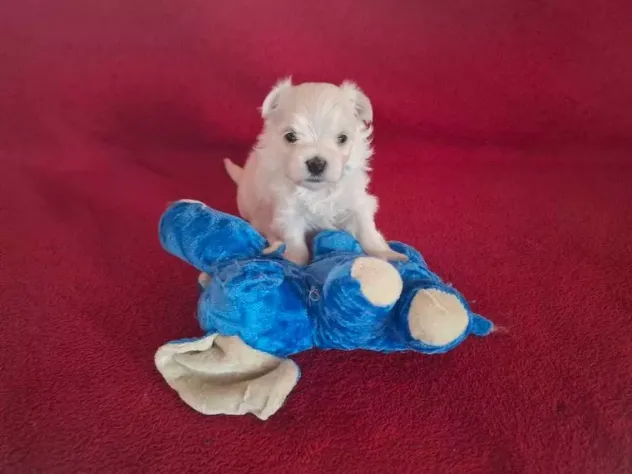 Cuccioli di razza Maltese Toy - Foto 3