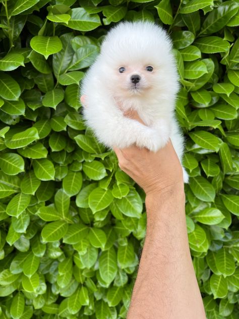 Cuccioli della Pomerania - Foto 2