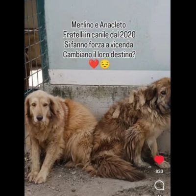 MERLINO E ANACLETO FRATELLI INSEPARABILI CANI IN ADOZIONE DI COPPIA