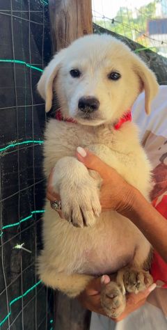 Nhala cucciola - Foto 3