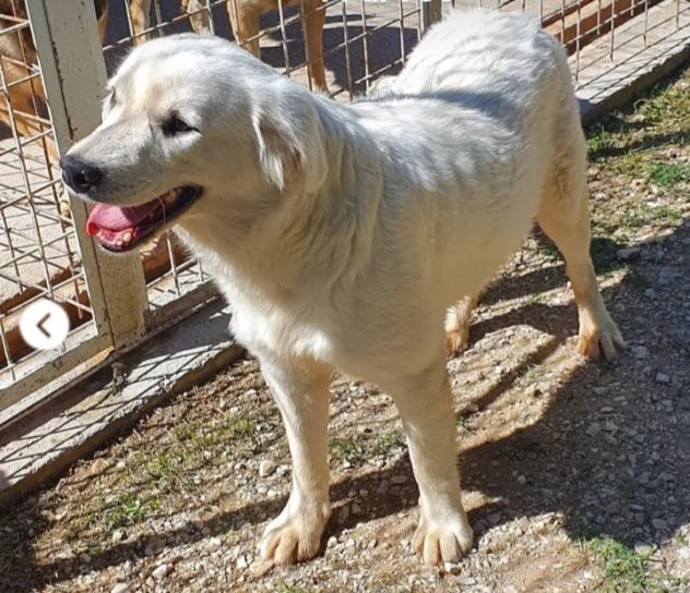 Bianca 1anno tg media bellissima cresce in canile.MOLISE - Foto 4
