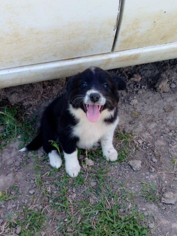 Cuccioli Border Collie - Foto 2