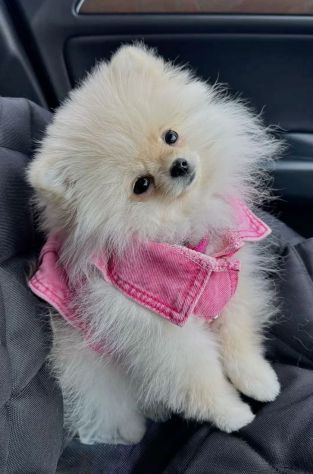 VOLPINI SPITZ di POMERANIA CUCCIOLI DISPONIBILI - pag agevolato