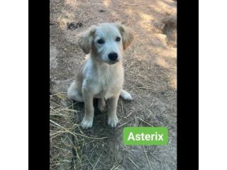 OBELIX,  LEON,  DARIO,  ASTERIX,  HEIDY CUCCIOLI IN ADOZIONE