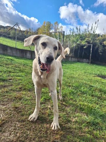 THOR DOLCISSIMO CANE IN ADOZIONE TG MEDIA - Foto 6