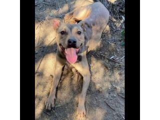 TERRY SOCIEVOLE MENDICA CAREZZE CAGNOLINA IN ADOZIONE