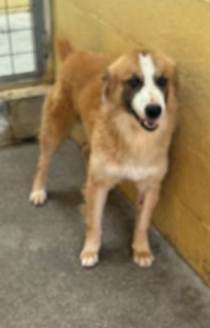 DYLAN 4 ANNI - Foto 4