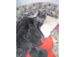 Cuccioli di CERTOSINO PURISSIMI