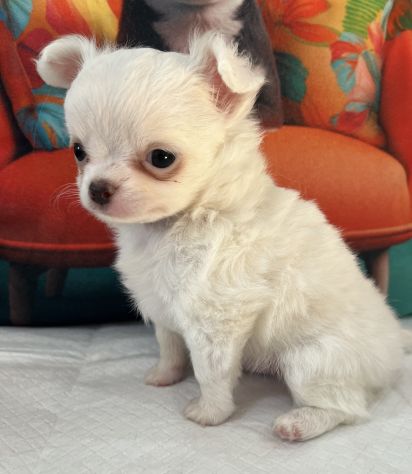 Chihuahua mini toy - Foto 4