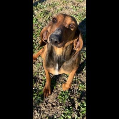 ZARA LA DOLCEZZA INFINITA, CAGNOLINA IN ADOZIONE
