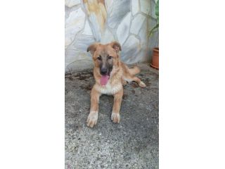 Tonino cucciolo